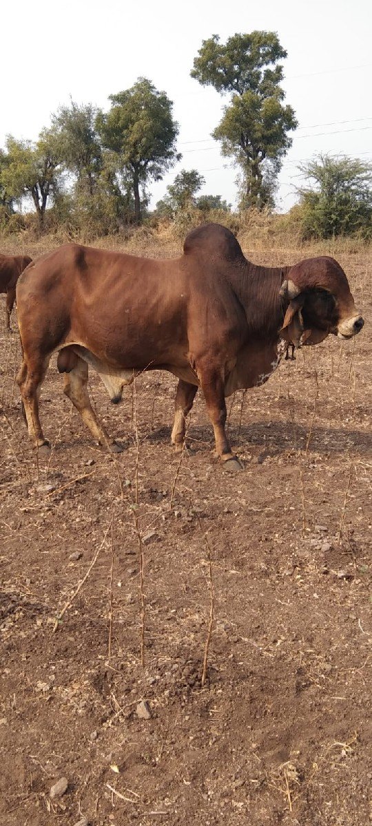 ખુટ