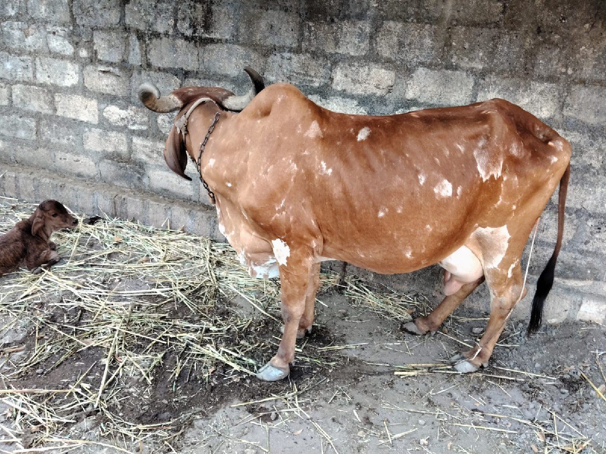ગાય વેચવા ની છે