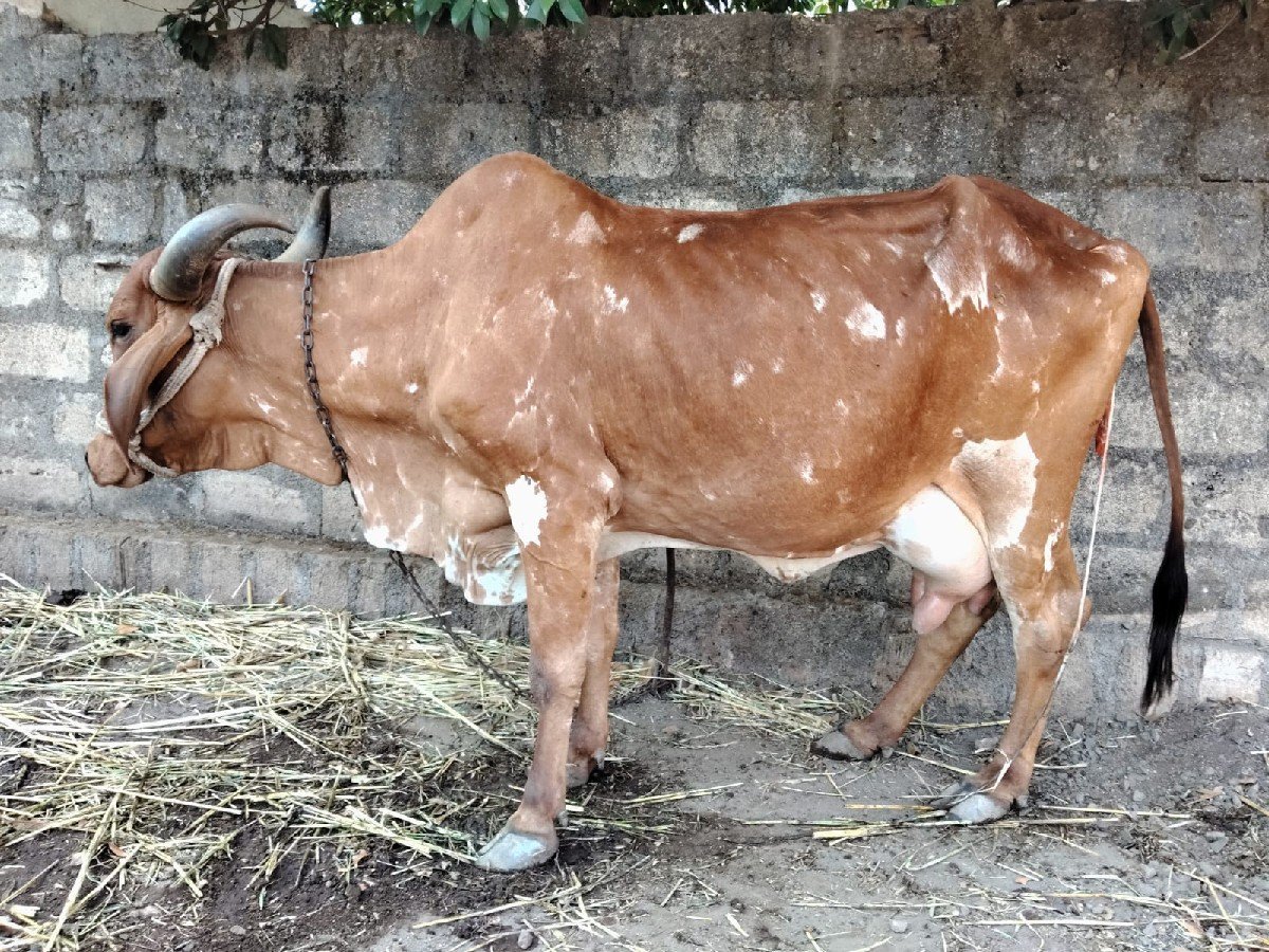 ગાય વેચવા ની છે