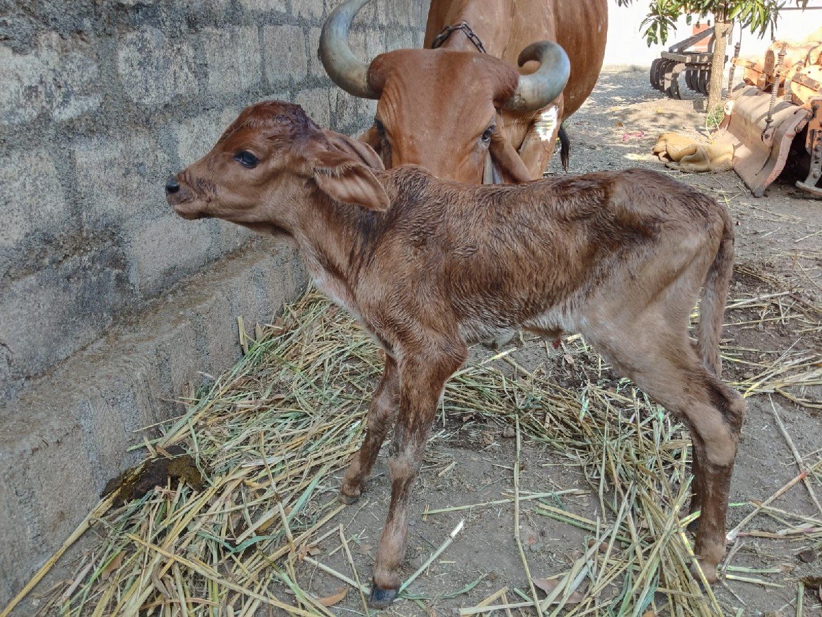 ગાય વેચવા ની છે