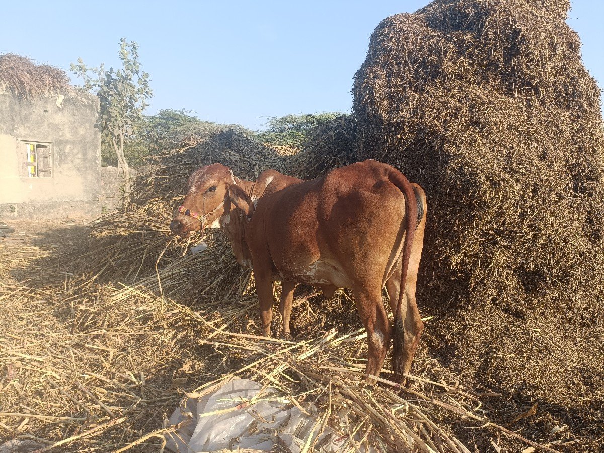 ગાય વેચવાની છે