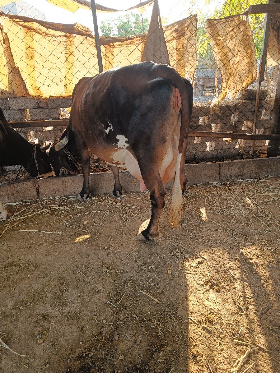 ગાય વેચવાની છે