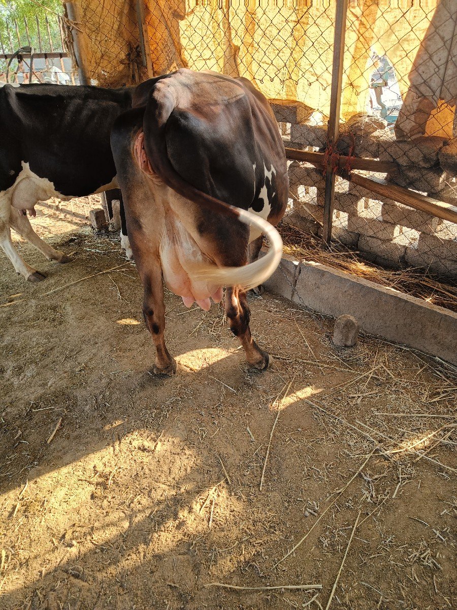 ગાય વેચવાની છે