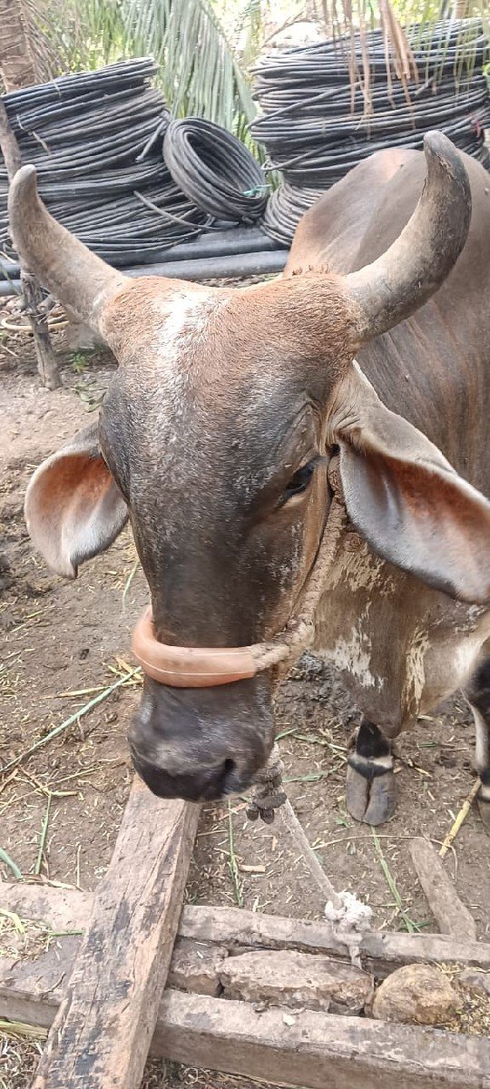 ગાય વેચવાની છે