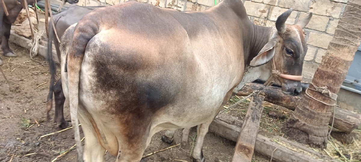 ગાય વેચવાની છે