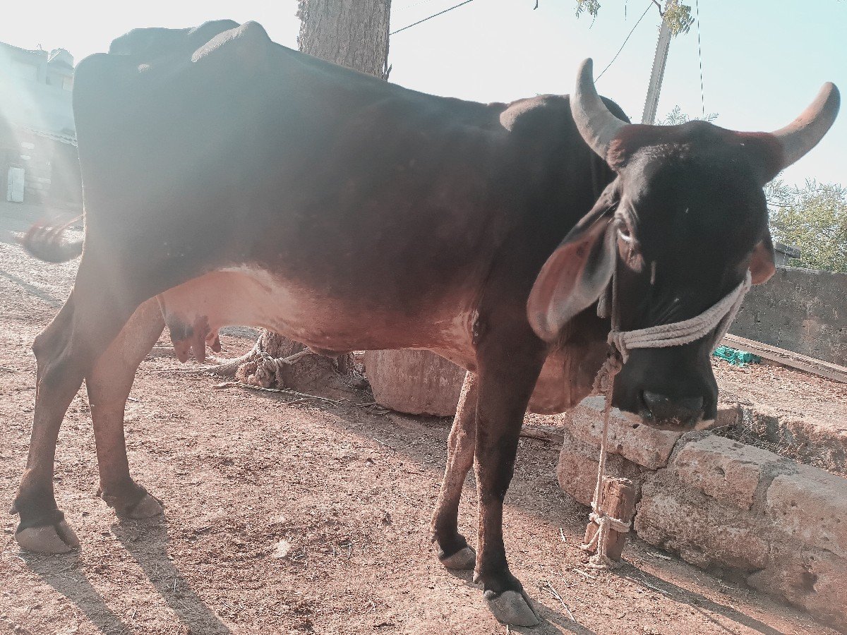 કાળી ગાય વેચવાની છે દસ દિવસ કાચી