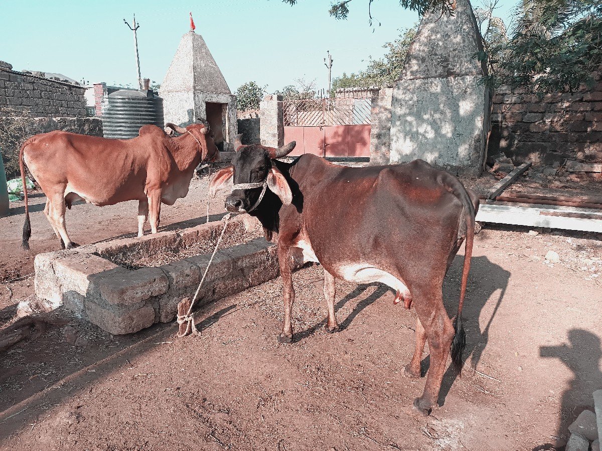 કાળી ગાય વેચવાની છે દસ દિવસ કાચી