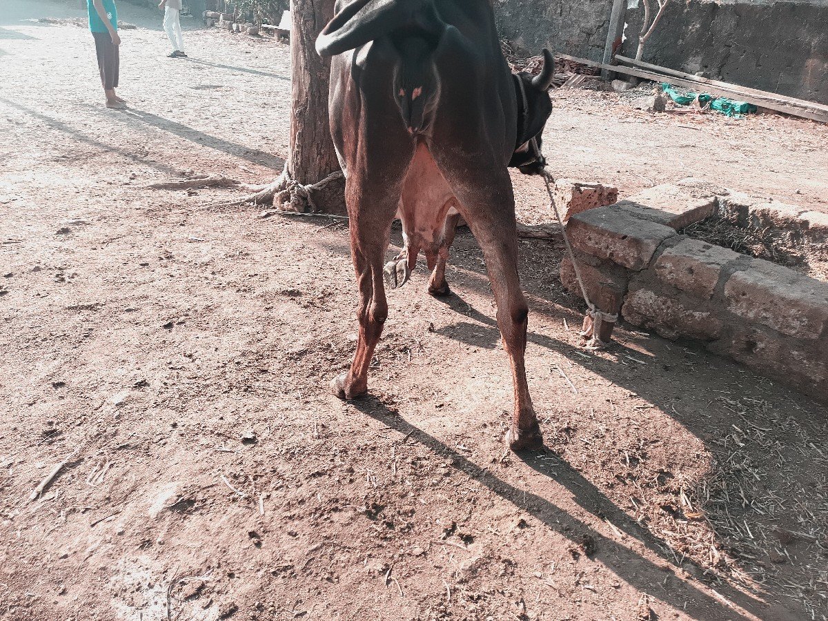 કાળી ગાય વેચવાની છે દસ દિવસ કાચી