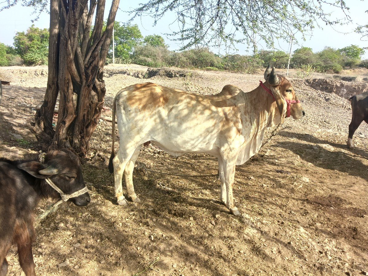હોડકી વેચવાની છે જવાબદારી છે