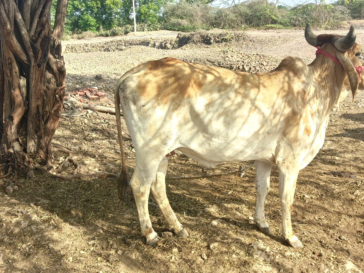 હોડકી વેચવાની છે જવાબદારી છે