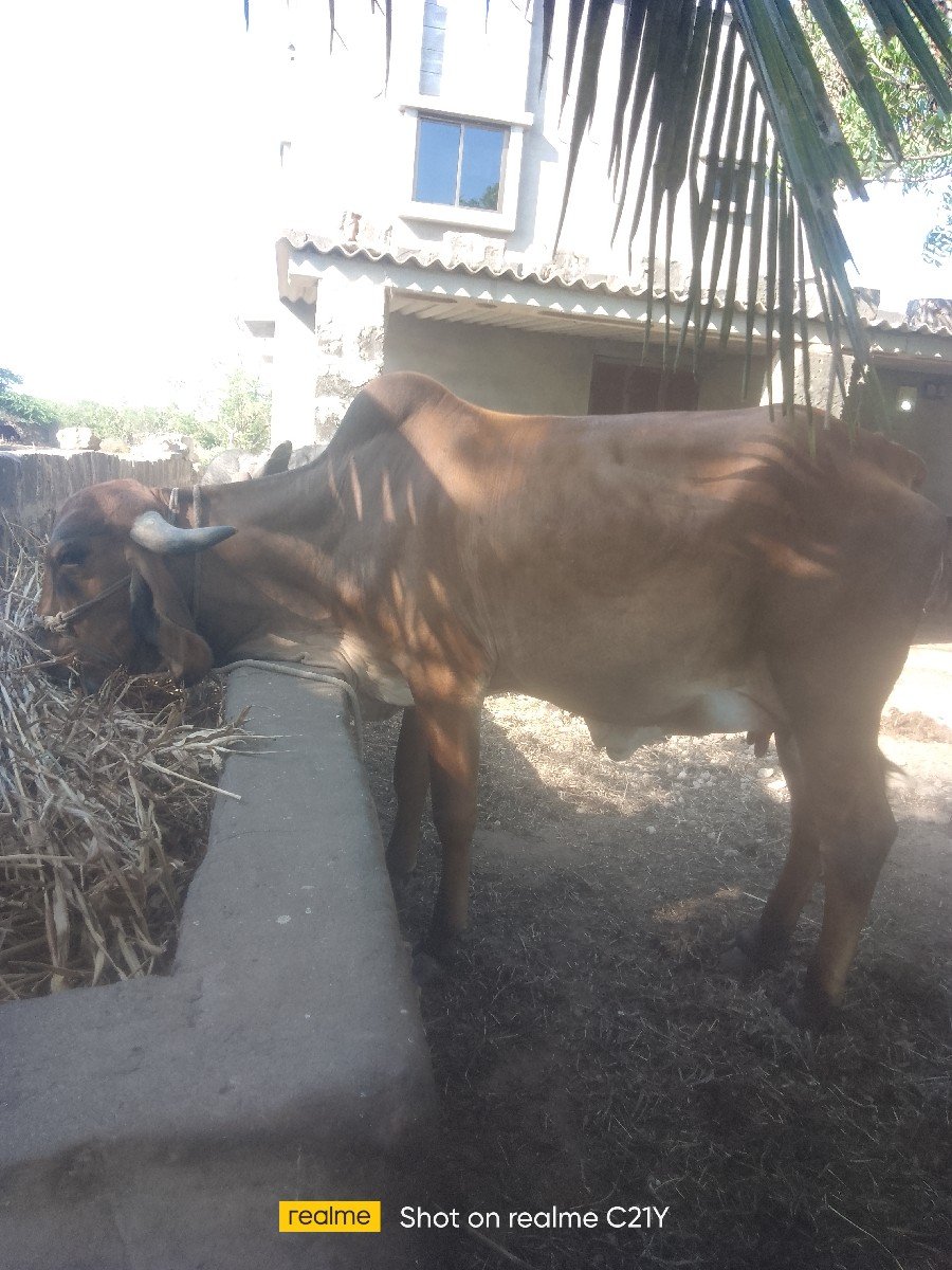 gay vechvani che