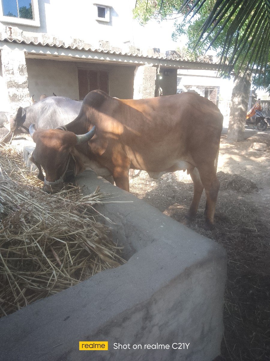 gay vechvani che