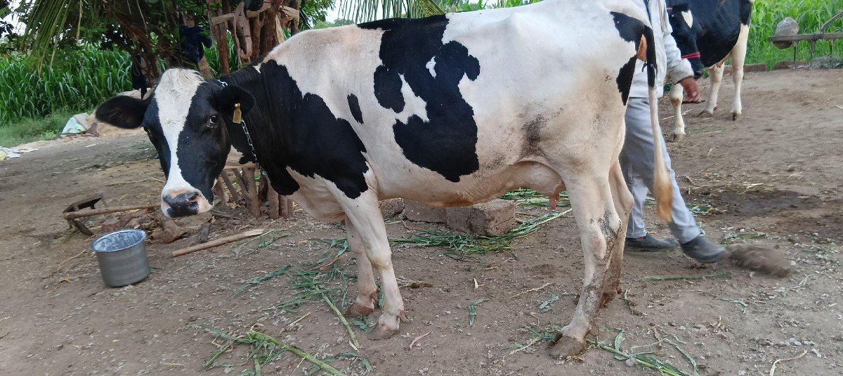 જરસી ગાય