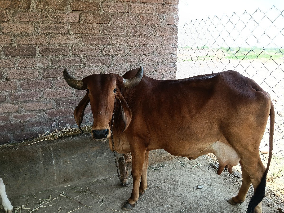 સારી ગાયો વેશવાની છે