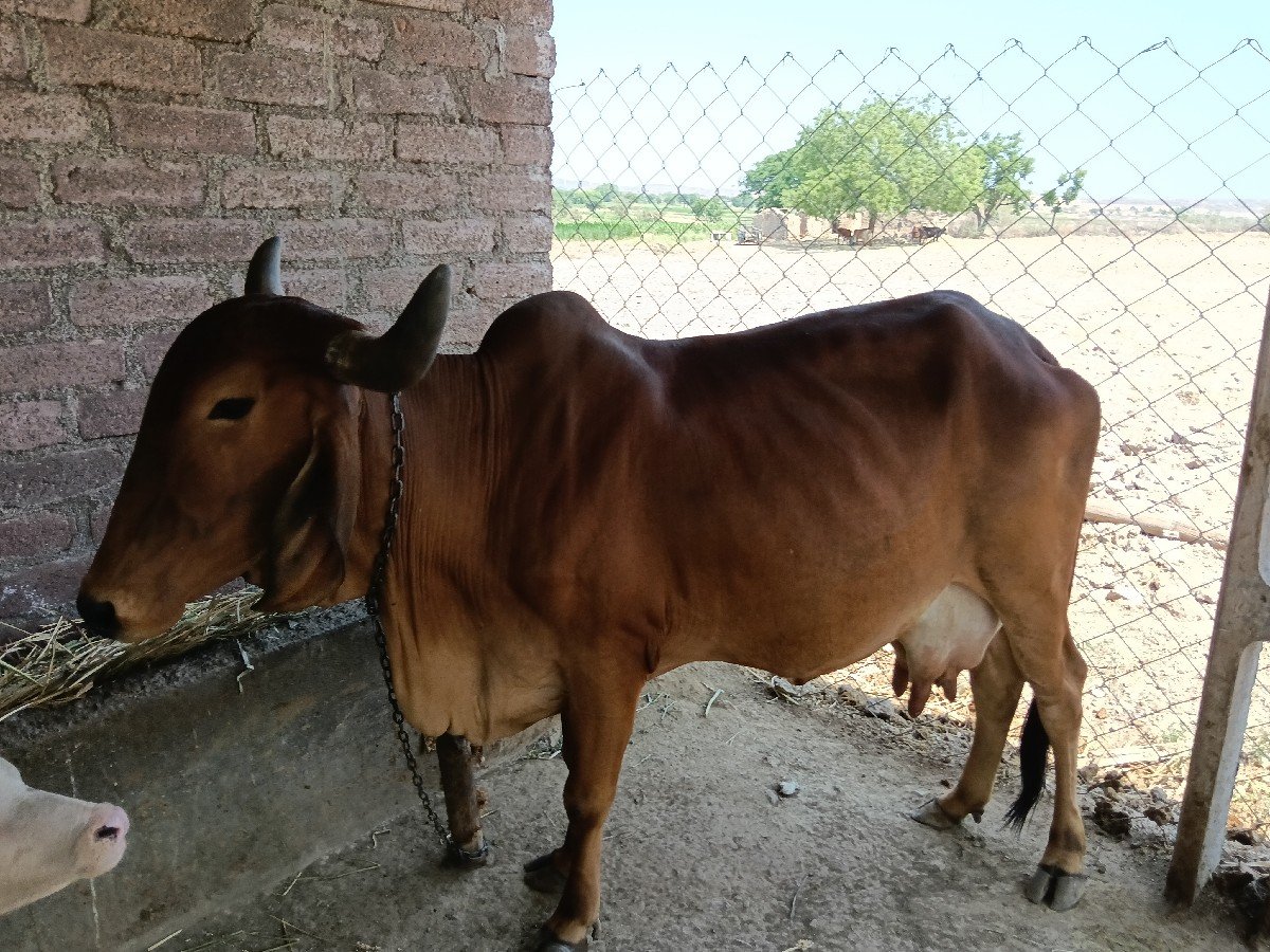 સારી ગાયો વેશવાની છે