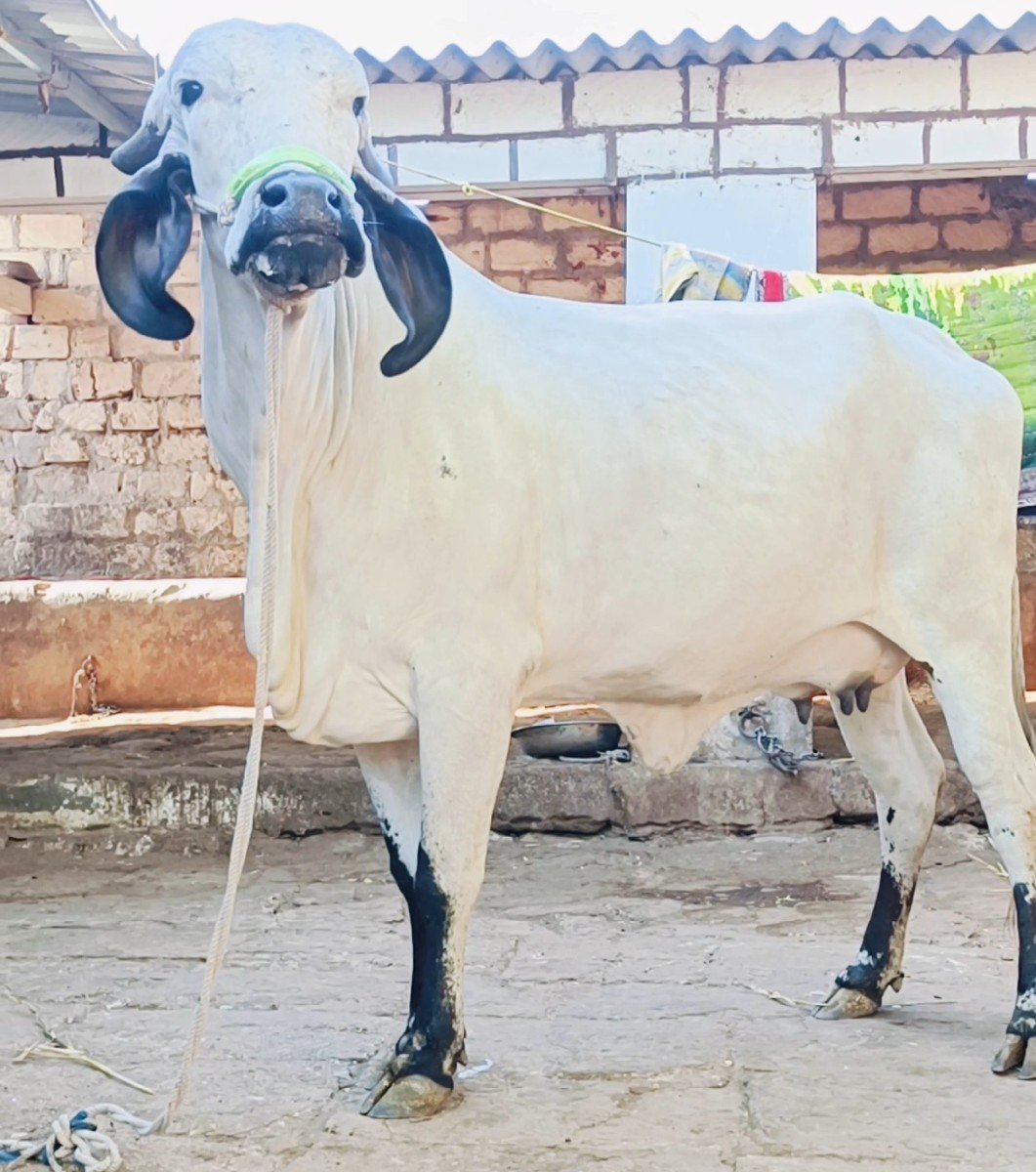 ગીર હોડકી વેચવાની સે