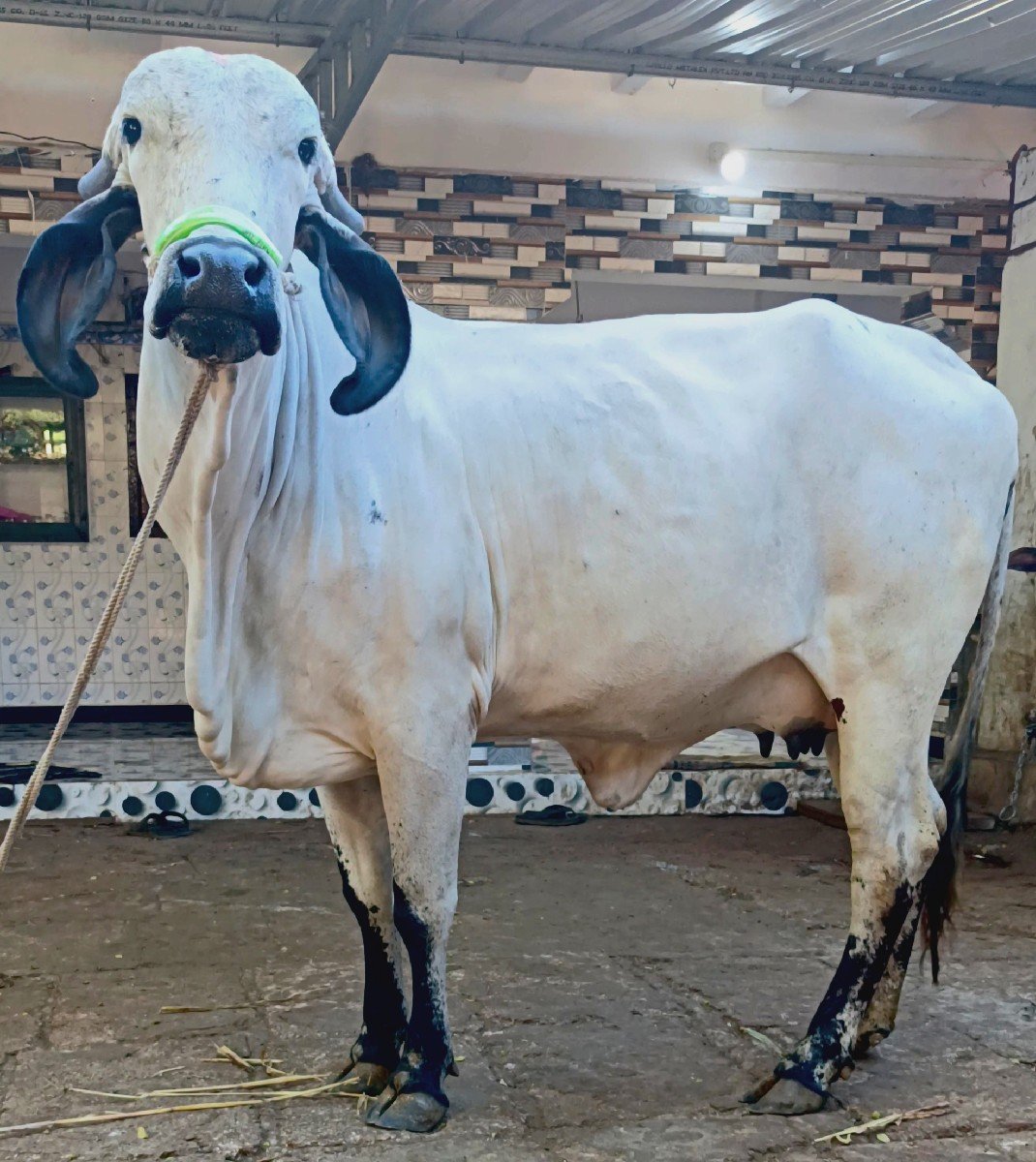 ગીર હોડકી વેચવાની સે