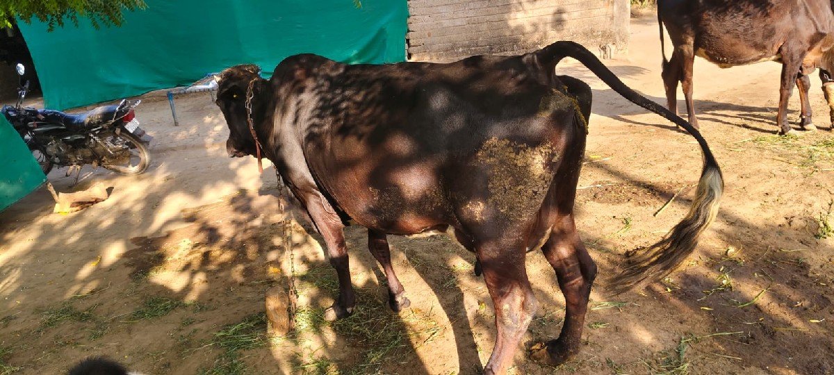 જર્સી