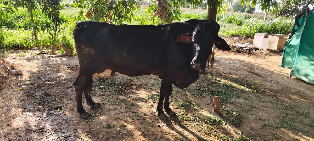 જર્સી