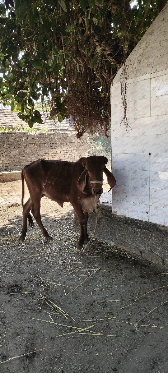 વાછડી વેચવાની છે