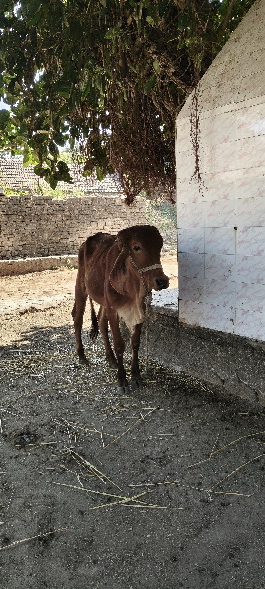 વાછડી વેચવાની છે