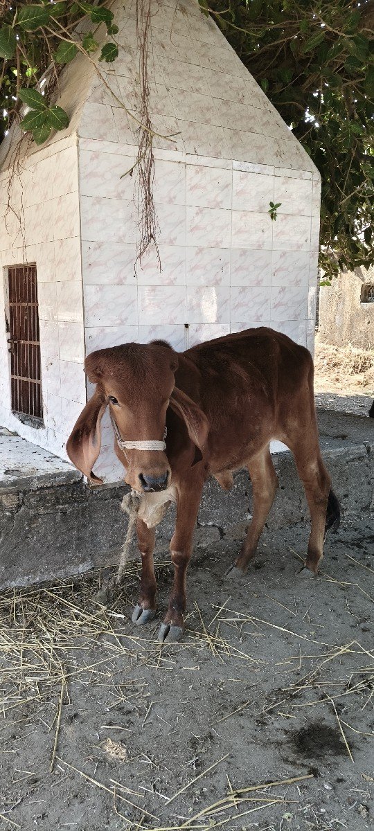 વાછડી વેચવાની છે