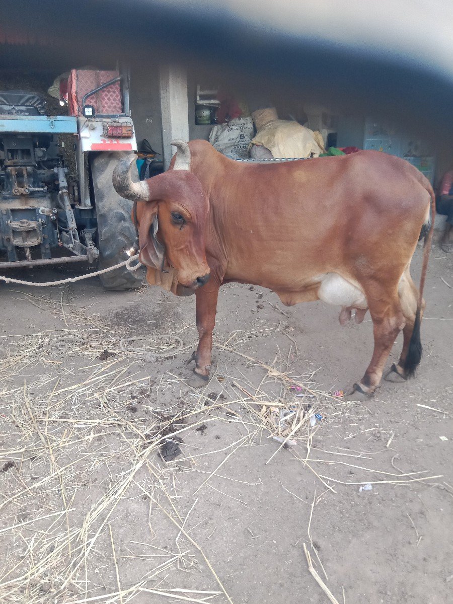ગાય વેચવાની છે
