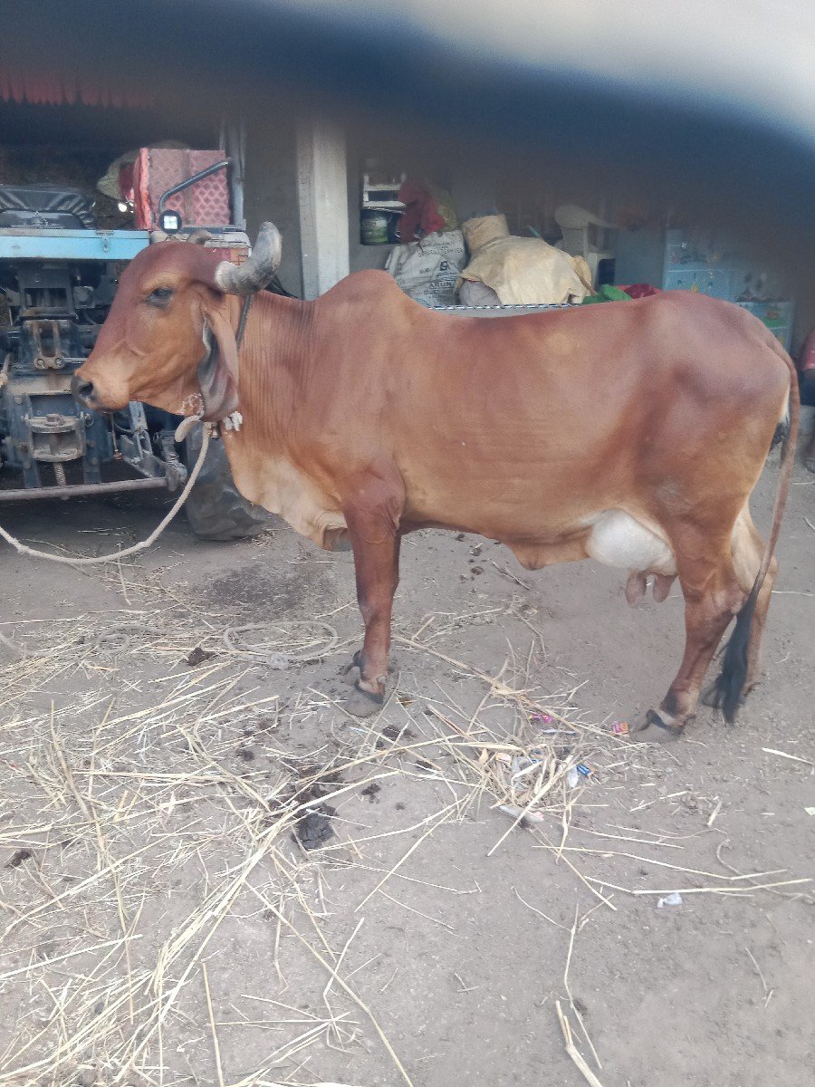 ગાય વેચવાની છે
