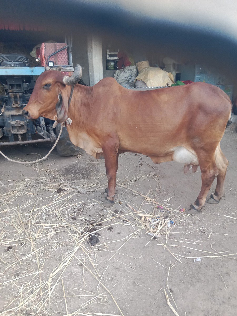 ગાય વેચવાની છે