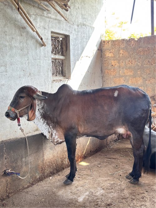 પેલું વેતર હોડકી વેચવાની છે.