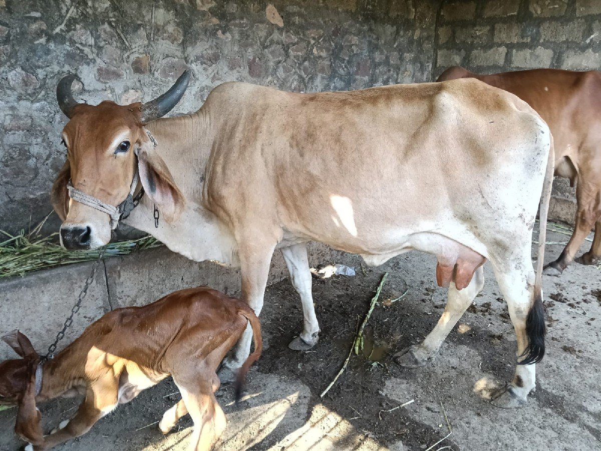 ગાય વેચવાની છે