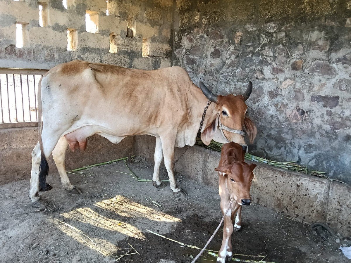 ગાય વેચવાની છે
