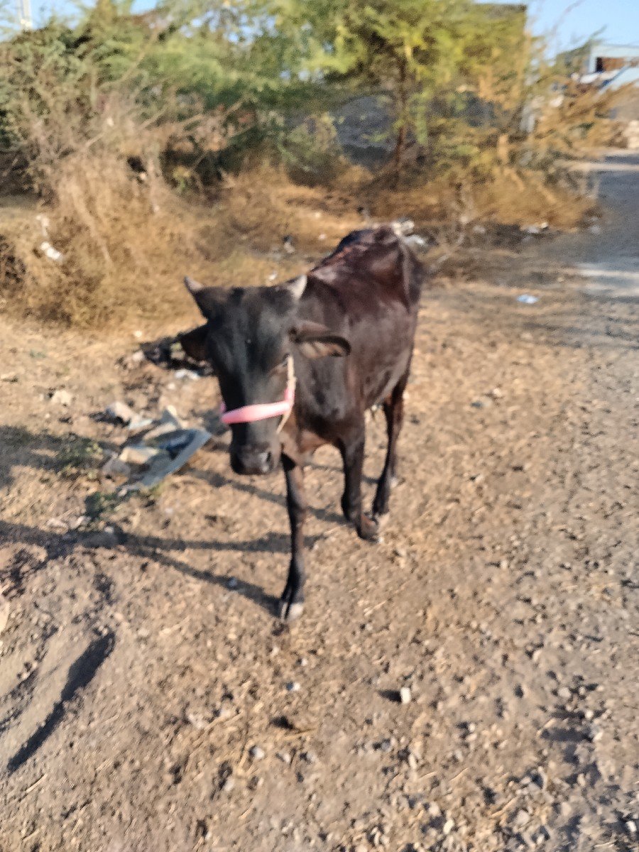 જ્યારથી વાછડી વેચવાની છે