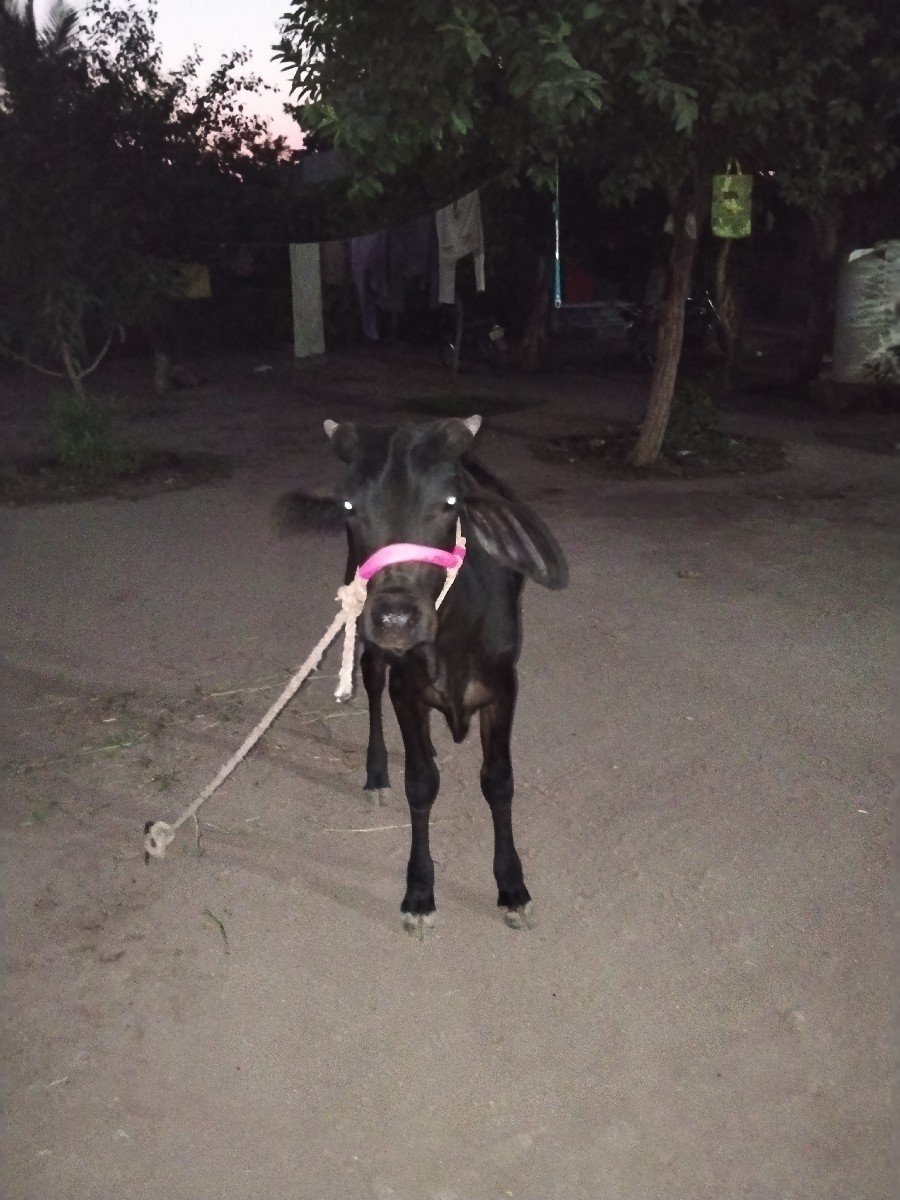 જ્યારથી વાછડી વેચવાની છે
