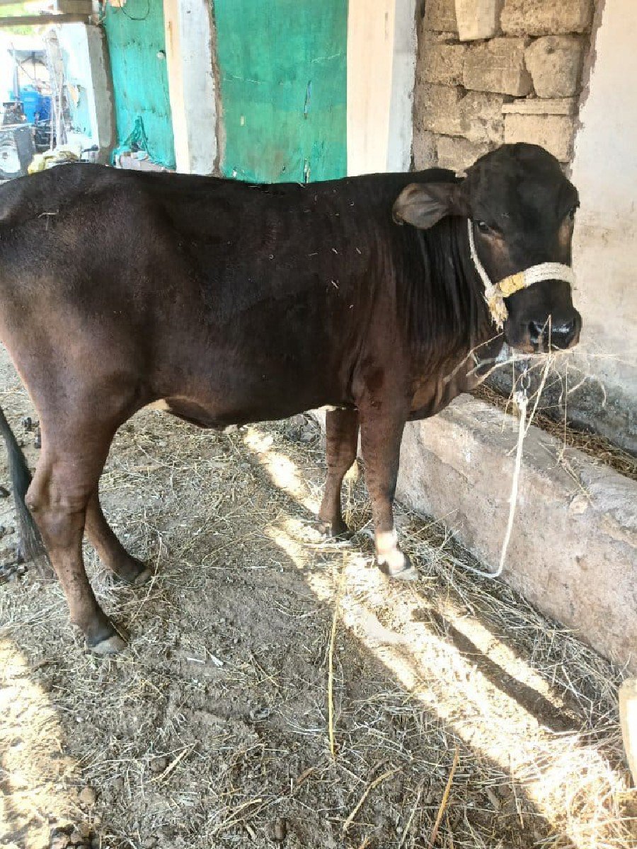 વાશડી દેવાની છે
