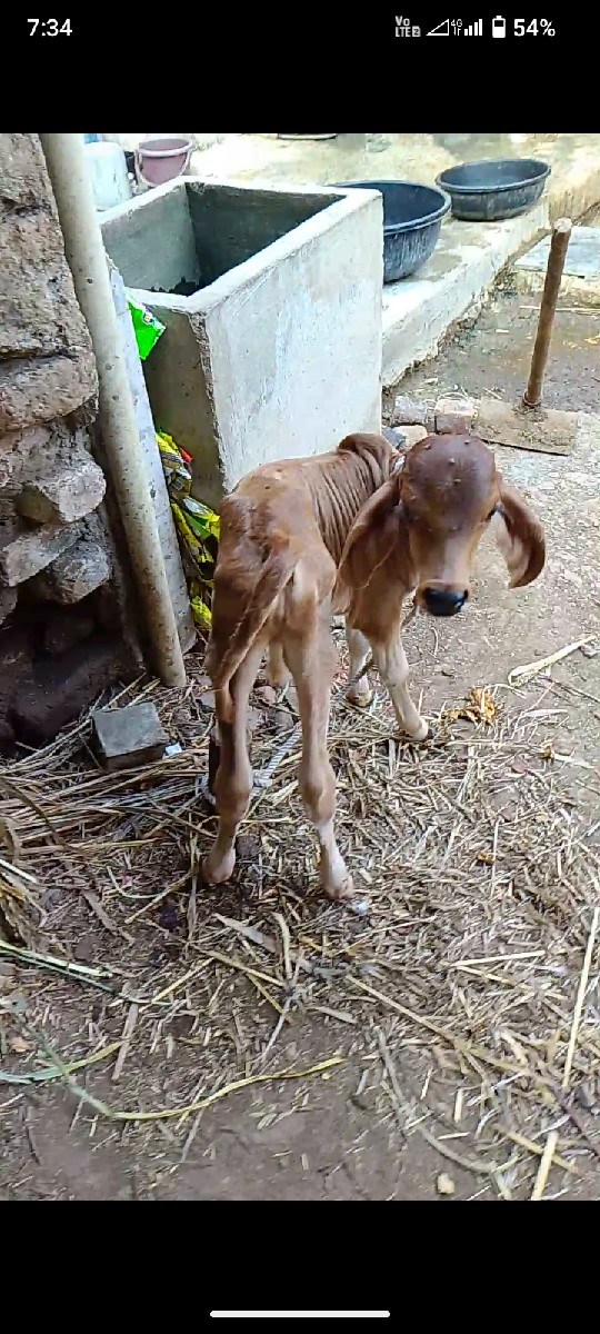 ગાય વેચવાની છે