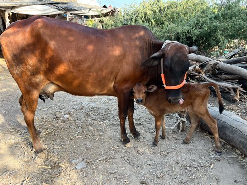 જર્સી ગાય વેચવાની છે