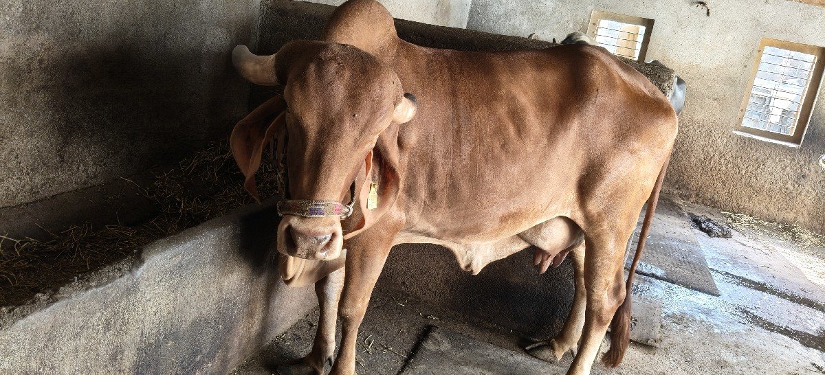 સોન કપિલા ગાય વેસવાની