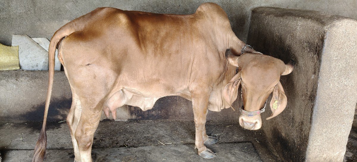 સોન કપિલા ગાય વેસવાની