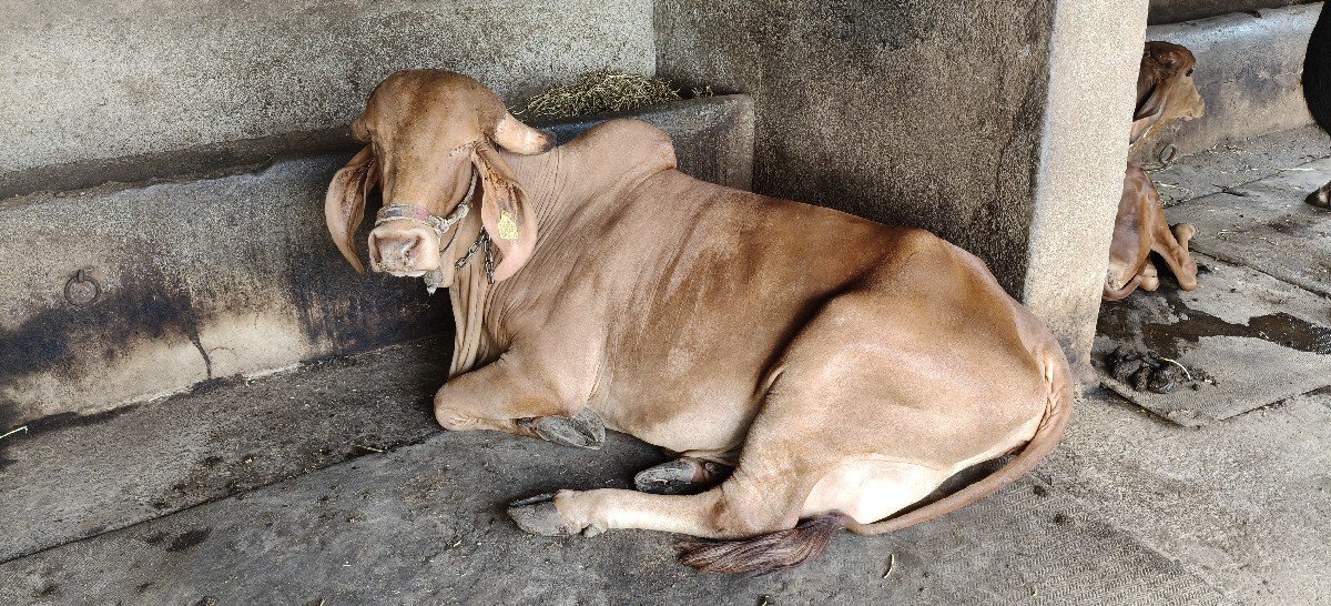સોન કપિલા ગાય વેસવાની
