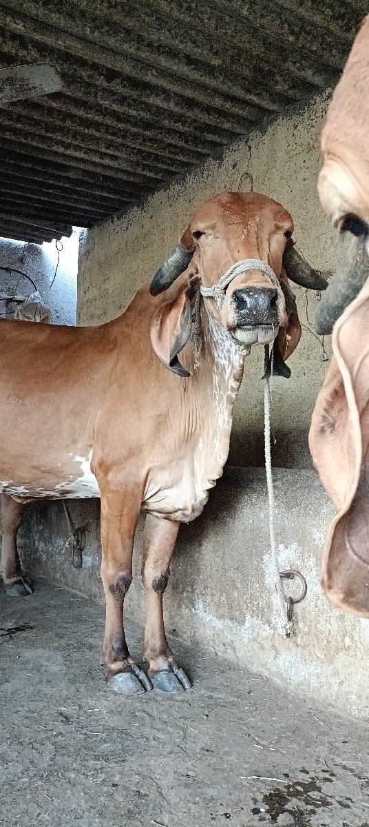 ગીર ગાય વેચવાની છે