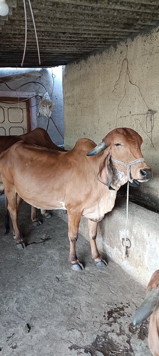 ગીર ગાય વેચવાની છે