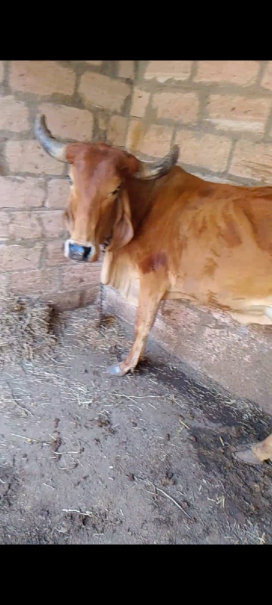 ગાય વેચવાની છે