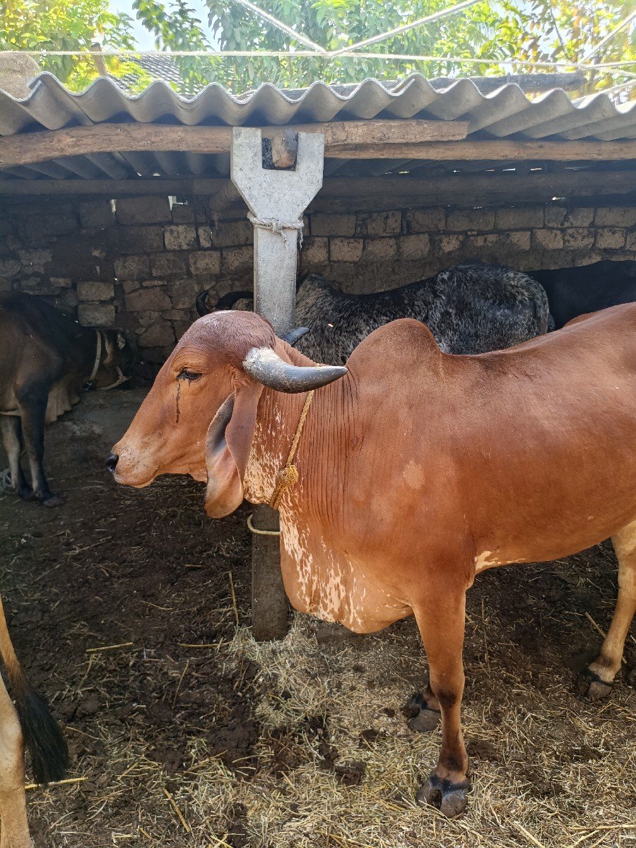 વોકી ગાભણી વેચવાની સે