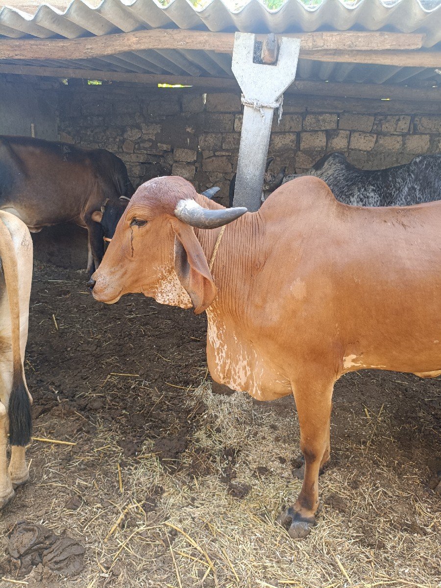 વોકી ગાભણી વેચવાની સે