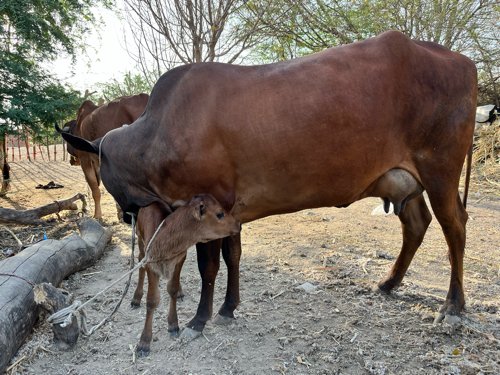 જર્સી ગાય વેચવાની છે