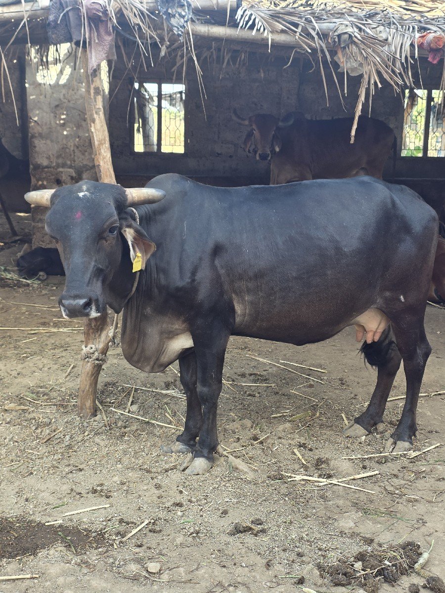 ગાય વેચવાની છે