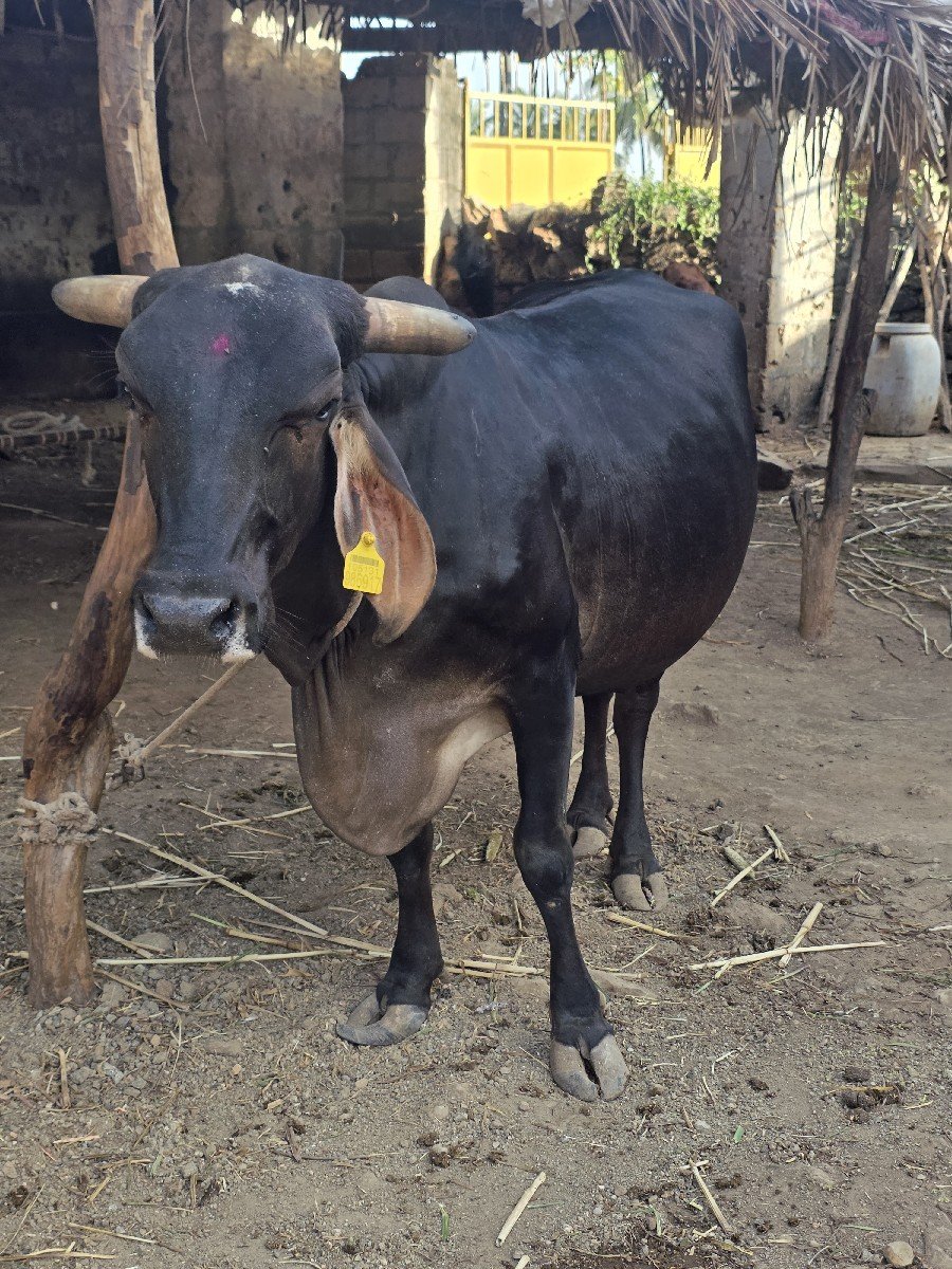 ગાય વેચવાની છે