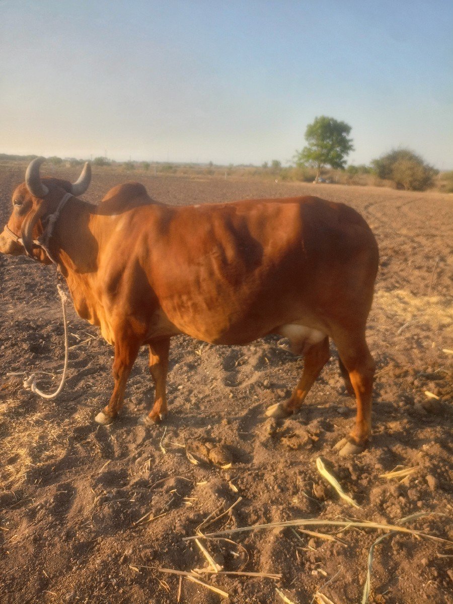 ગાય.  વેચવાનુ  છે