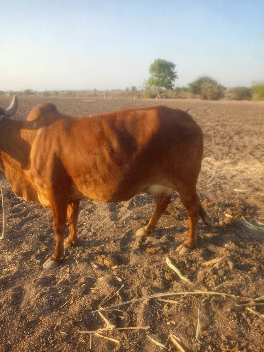 ગાય.  વેચવાનુ  છે